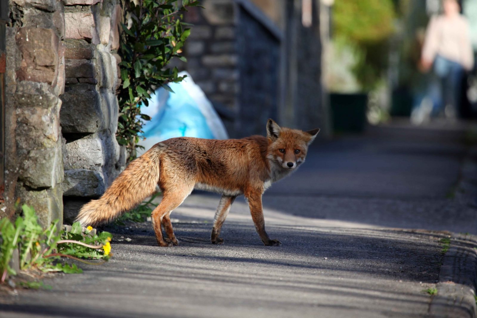 Lisy jadły „resztki z pańskiego stołu” już 42 tys. lat temu. Tak pozostało do dziś