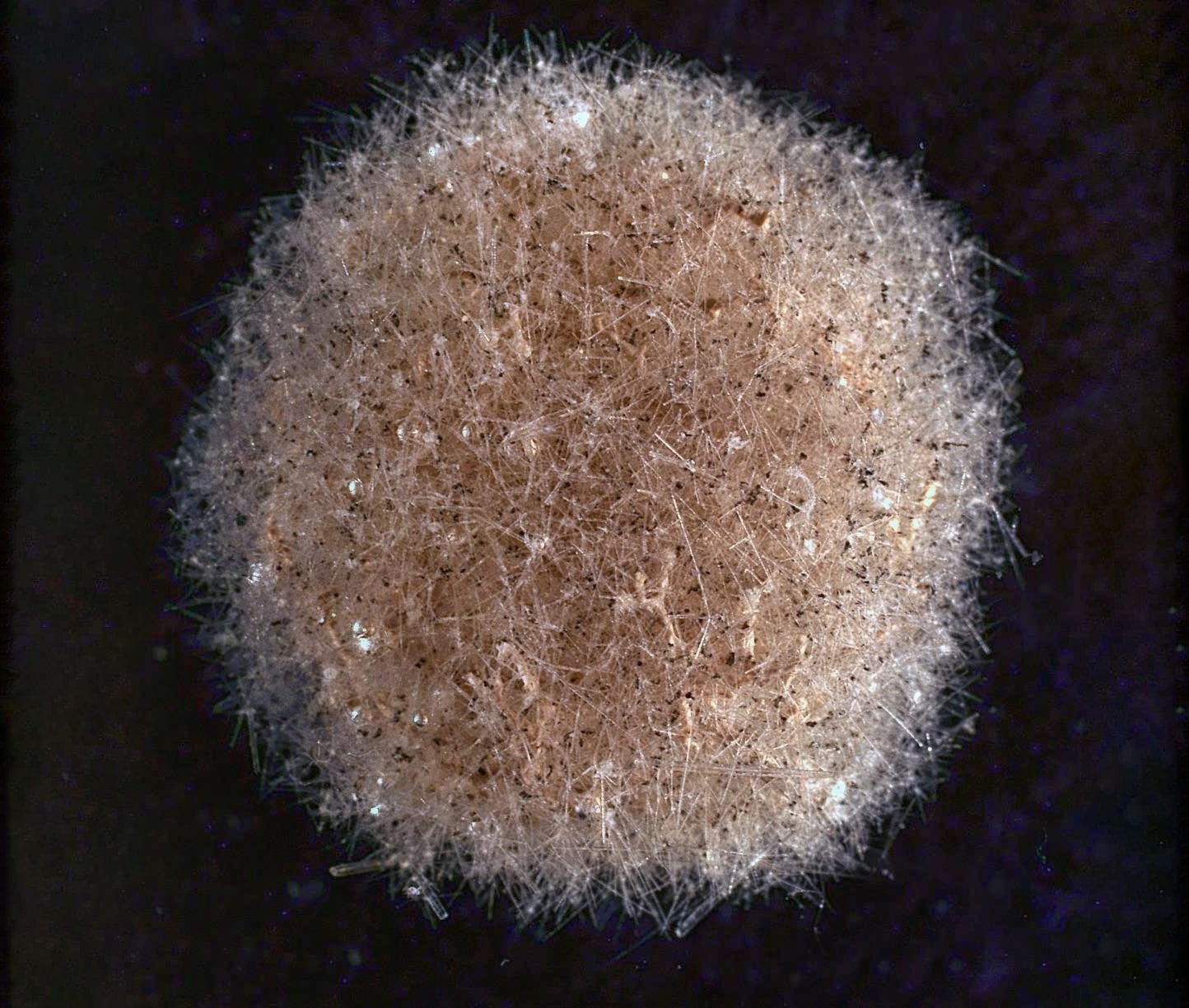 Nowe gatunki odkryte w głębi Pacyfiku. Część rozpada się w ręku