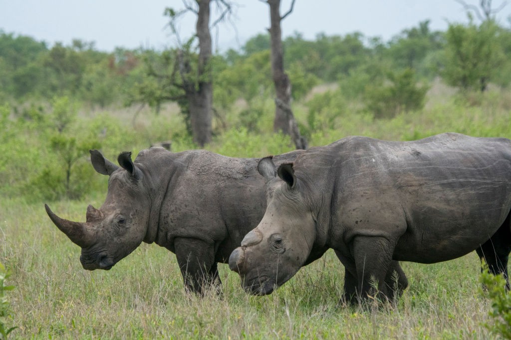 WWF alarmuje: populacja dzikich zwierząt zmalała o 2/3. A wymieranie przyspiesza