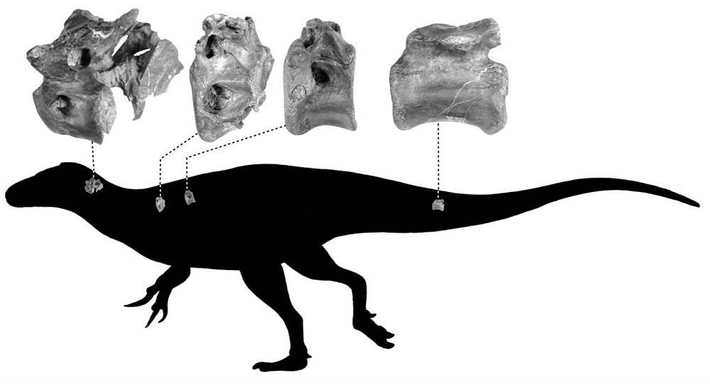 Odkryto nowy gatunek dinozaura. Jest spokrewniony z tyranozaurem i pełen powietrza