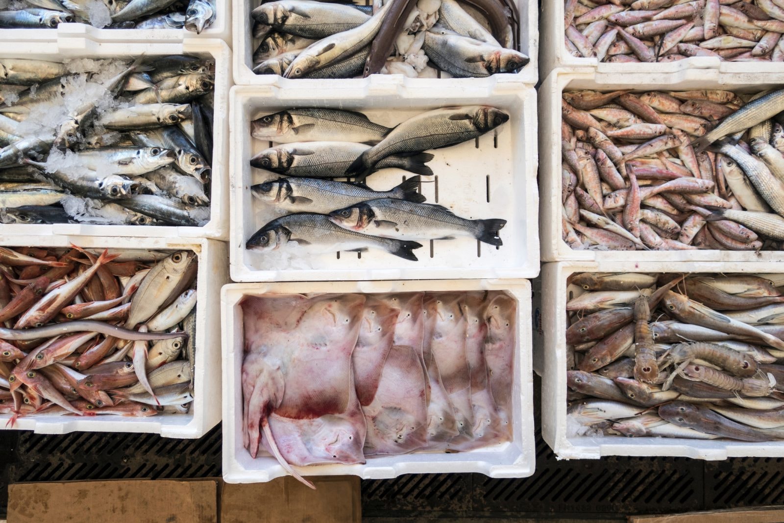 Plastik w każdej próbce testowanych owoców morza