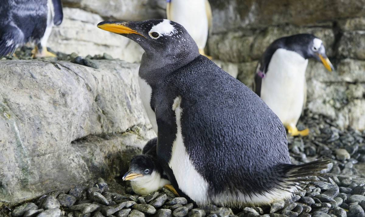 Pingwiny tej samej płci zostały rodzicami. Samice wychowują pisklę w hiszpańskim oceanarium