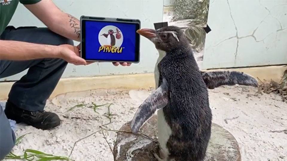 Samotny pingwin pokochał filmy o pingwinach. „Pingu” na szczycie jego listy
