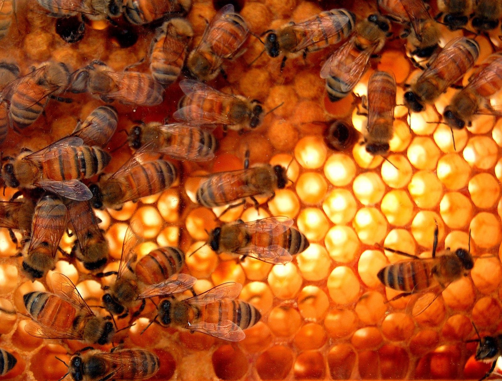 W pszczelim kicie z Brazylii wykryto substancje antynowotworowe