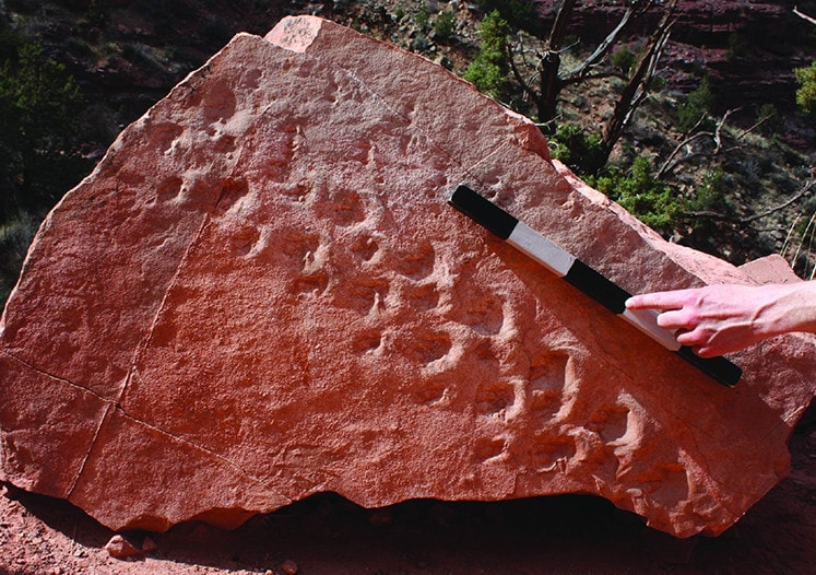 Kręgowce w Wielkim Kanionie żyły 8 mln lat wcześniej, niż sądzono. Odkryto to przez przypadek