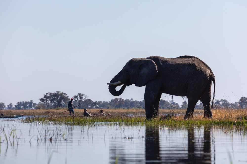 Tajemnicza epidemia wśród słoni w Afryce. Jest ryzyko, że przeniesie się na ludzi