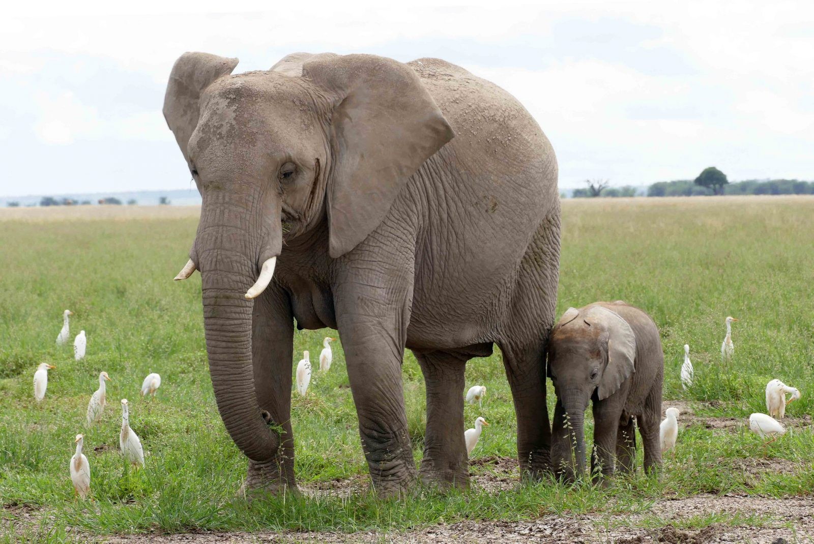 Niezwykle rzadkie narodziny na Sri Lance. Słonica powiła bliźnięta