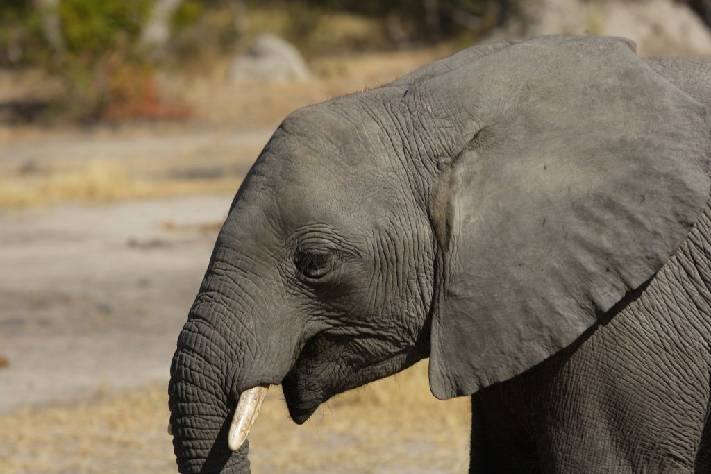 Tajemnicza choroba zabiła ponad 350 słoni. Może być groźna dla ludzi?