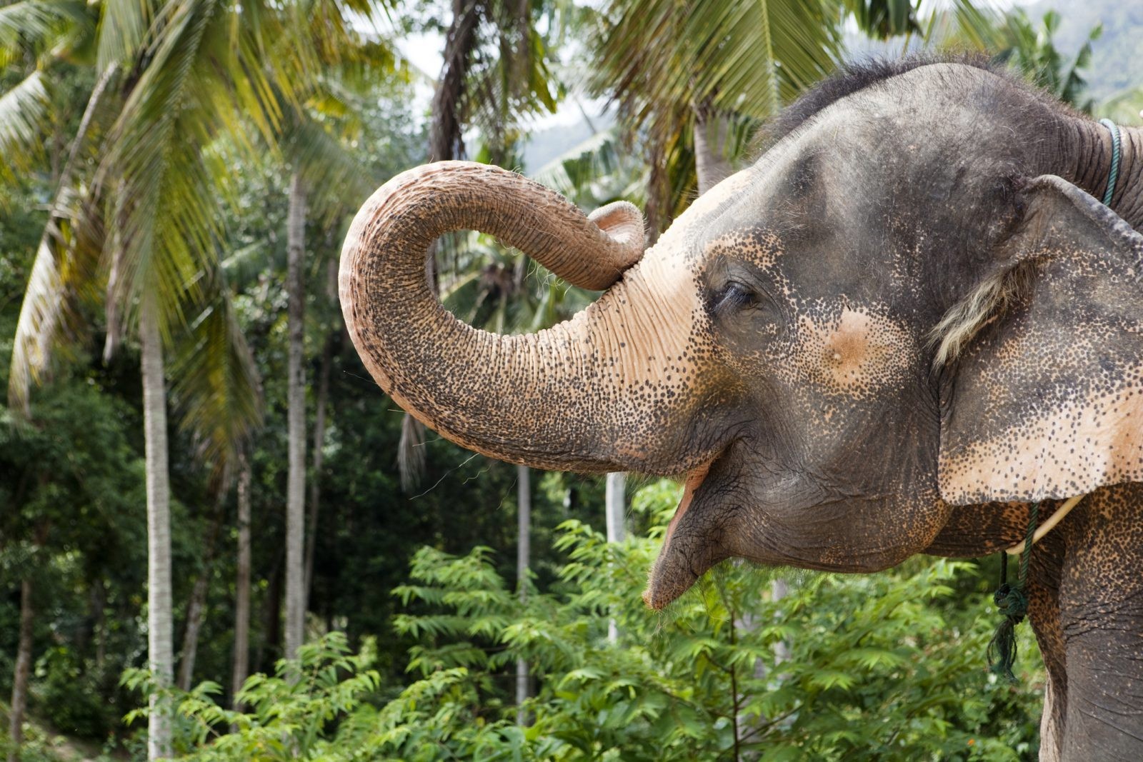 Słonie „zarażają się” ziewaniem. Zupełnie jak szympansy i psy