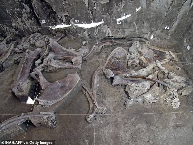 Szczątki dwustu mamutów na budowie lotniska. Zginęły w zasadzce?