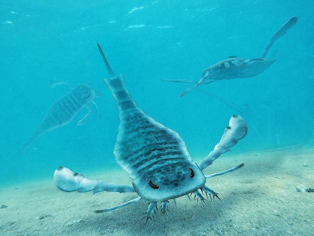 Eurypteridy – giganty ery paleozoiku. Morskie skorpiony pływały w wodach Australii