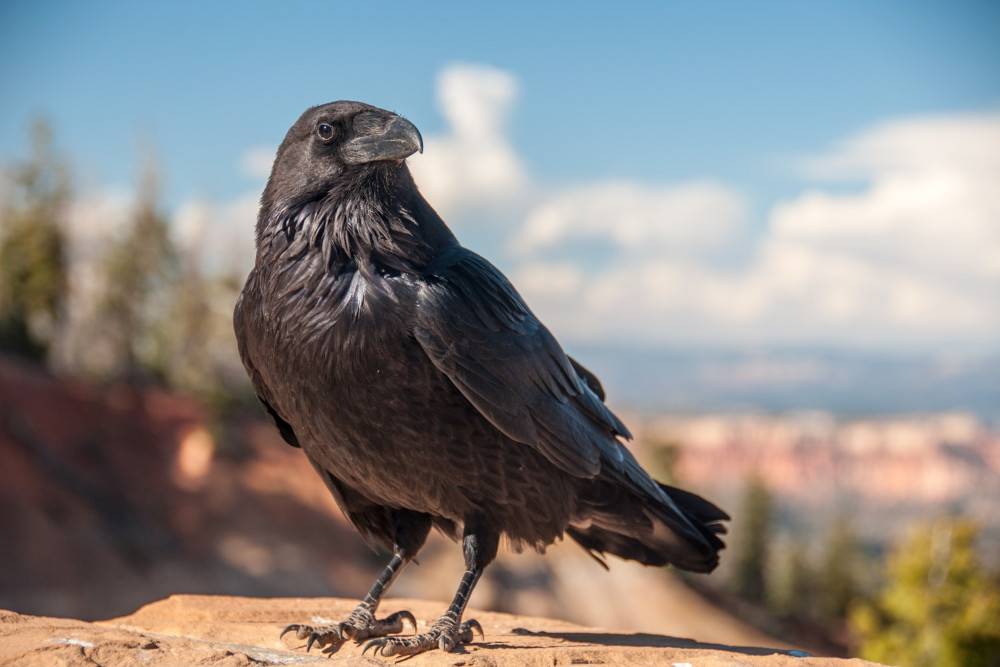Świadome myślenie nie tylko u naczelnych, ale i u ptaków – sugerują przełomowe badania