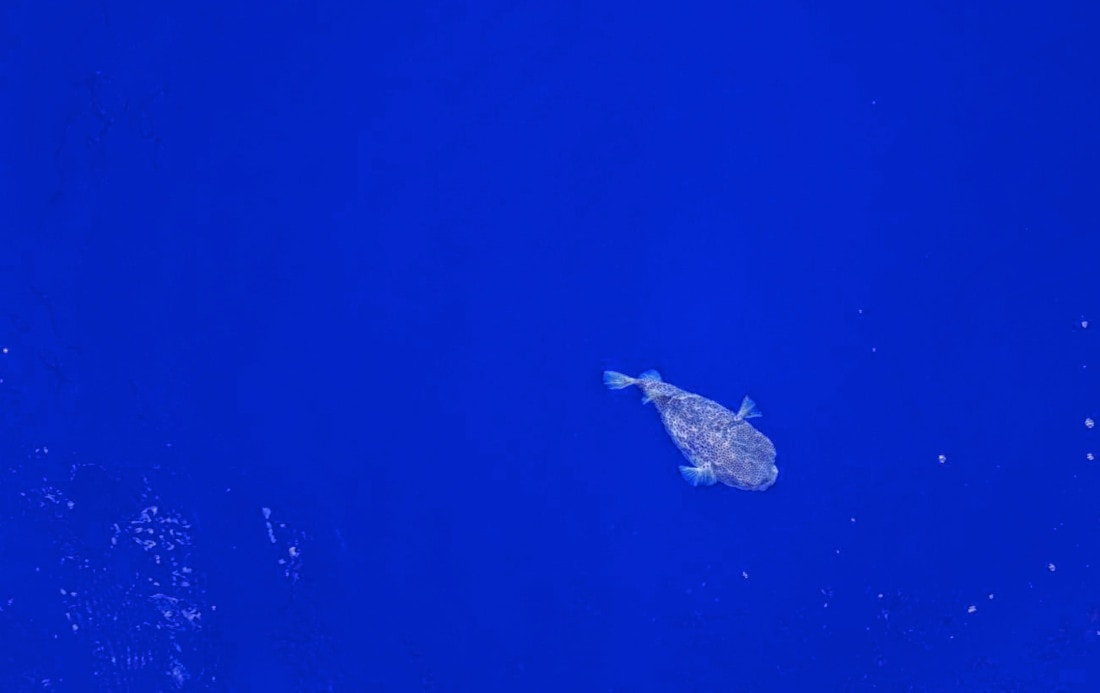 Na Pacyfiku jest niebieska pustynia. To grób dla satelitów i dom dla bakterii