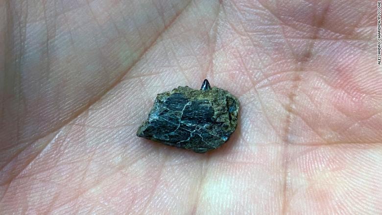 Odkryto gatunek dinozaura, który żył w Arktyce 70 ml lat temu. Dzięki fragmentowi szczęki