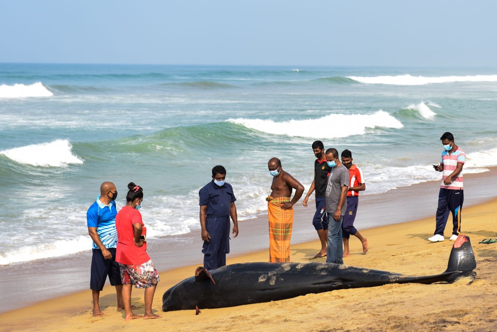 Sri Lanka: uratowano ponad 100 wielorybów uwięzionych na plaży