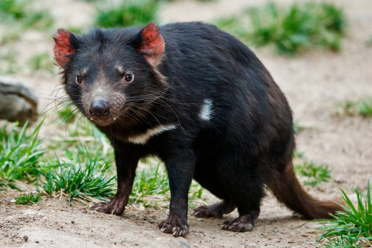Diabły tasmańskie wracają do Australii po 3000 lat. Mają zrównoważyć tamtejszy ekosystem