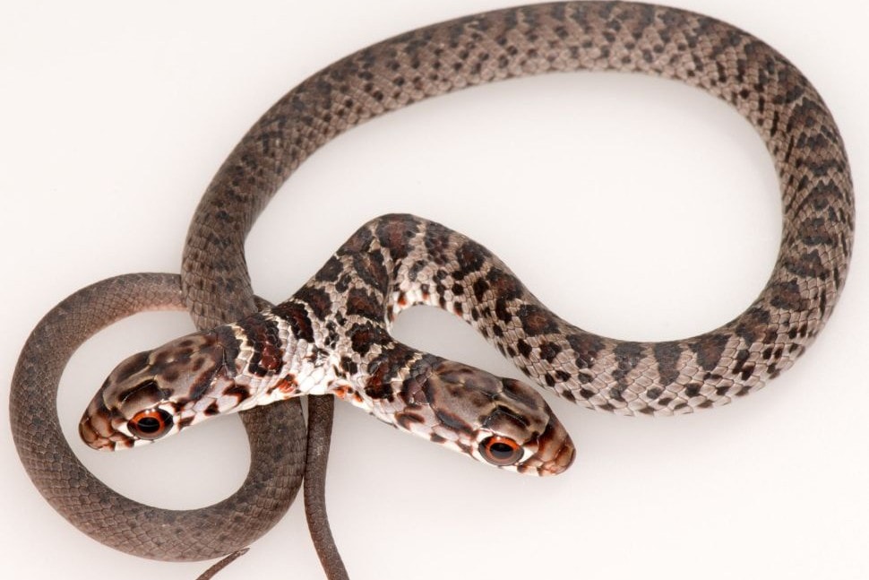 Oto Dos – ma dwie głowy, dwa mózgi i jedno ciało. Znaleziono go na Florydzie