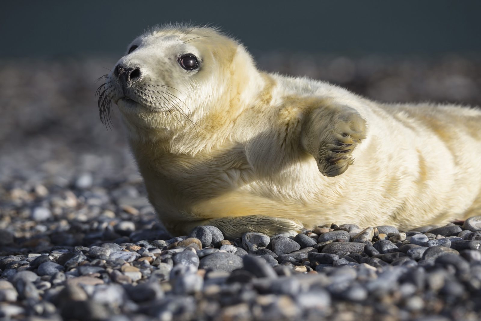 Focze baby boom w Wlk. Brytanii. Strażnicy mają problem z liczeniem młodych