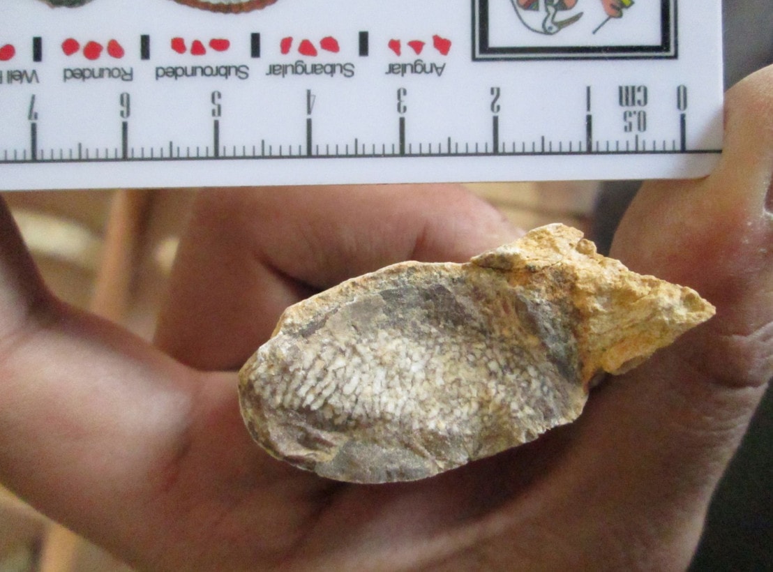 Na egipskiej pustyni znaleziono kości krowy morskiej. Jak się tam znalazły?