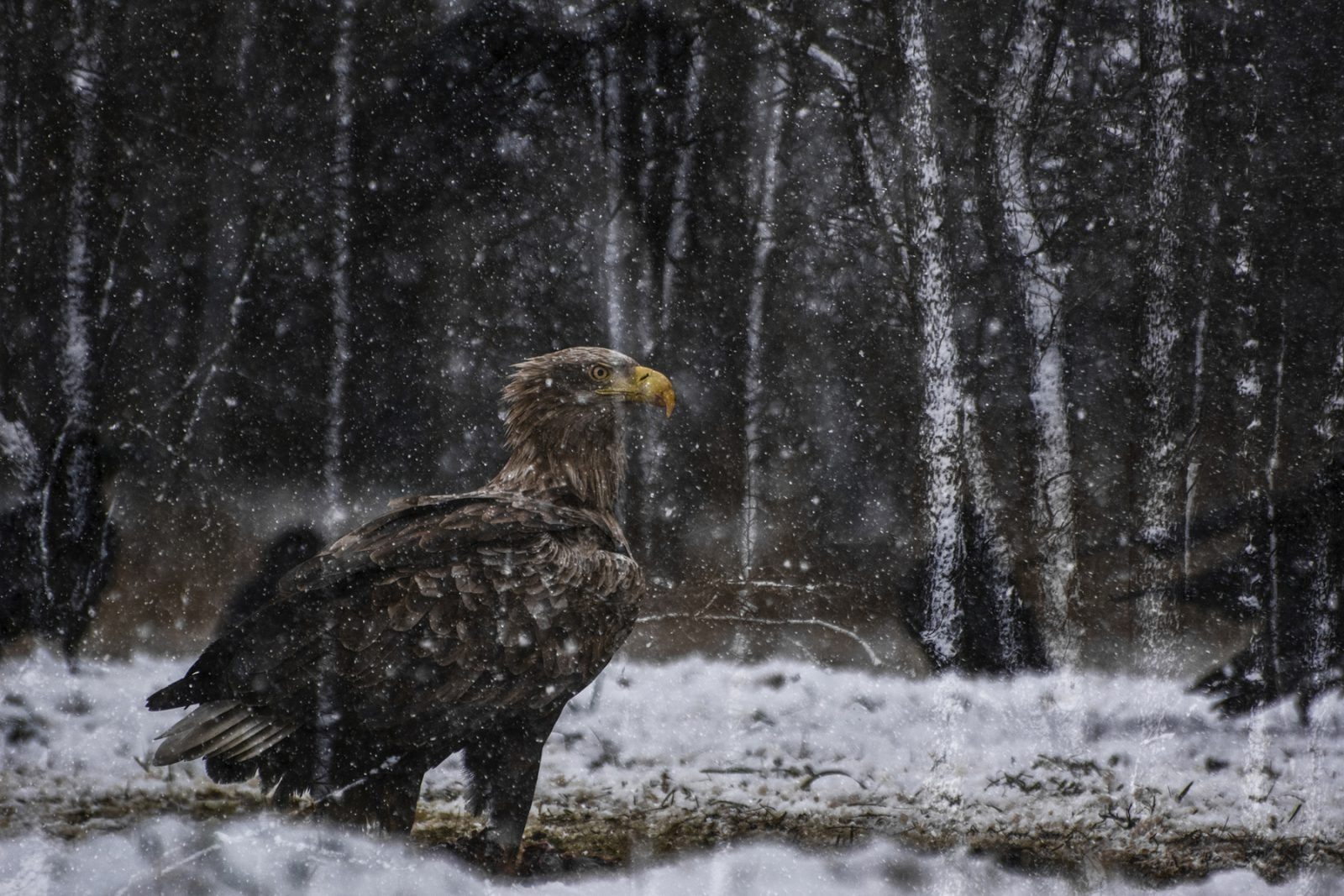 Gdzie przebiega granica między dokumentowaniem a kreowaniem? Łukasz Bożycki o fotografowaniu dzikiej przyrody