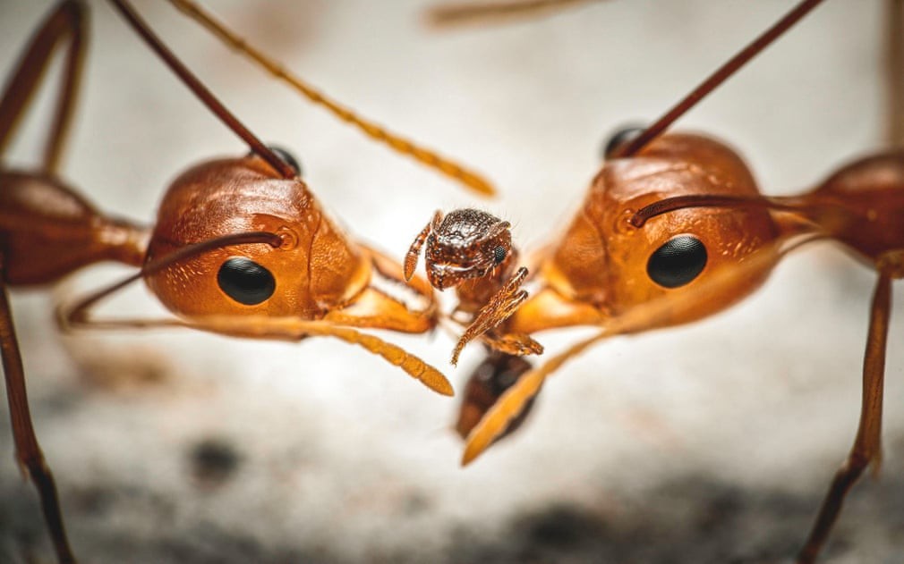 Pierwszy w historii konkursu Bug Photographer rozstrzygnięty. Oto zwycięzcy