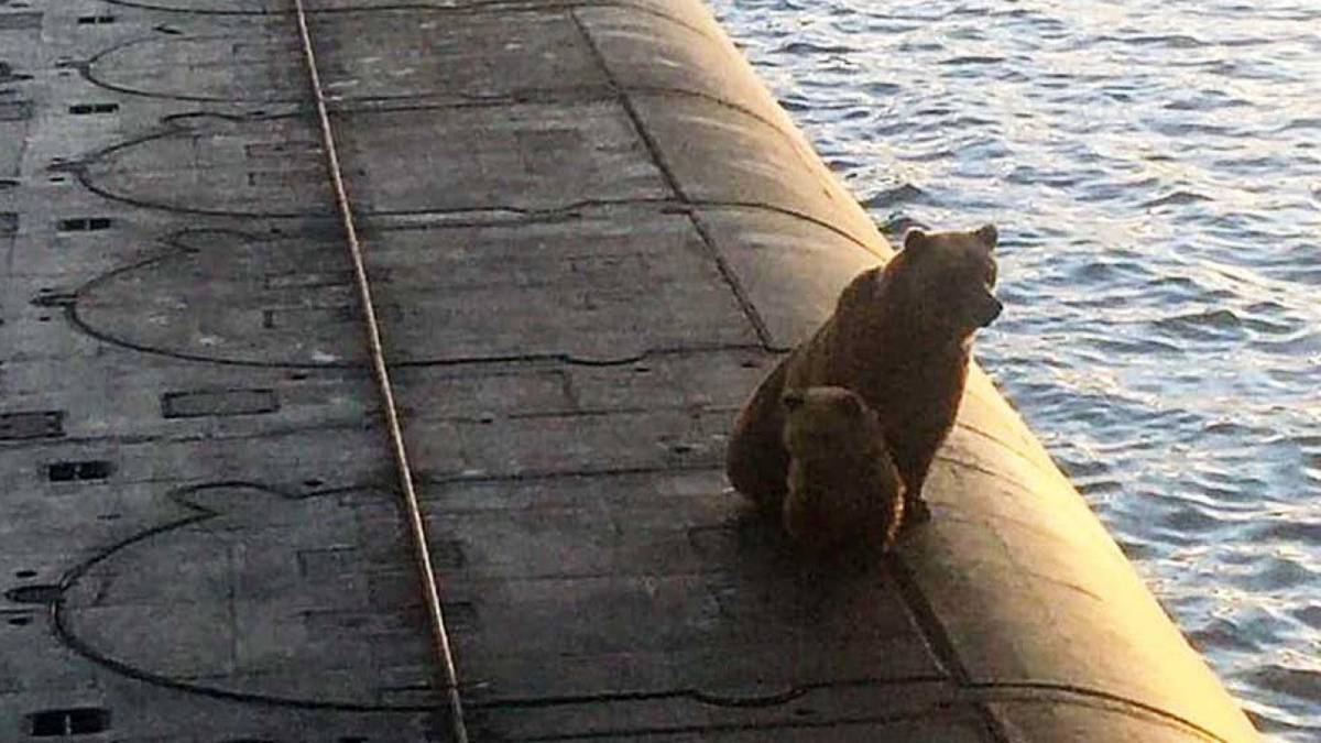 Niedźwiedzica razem z młodym zastrzeleni po tym, jak weszli na rosyjski okręt atomowy