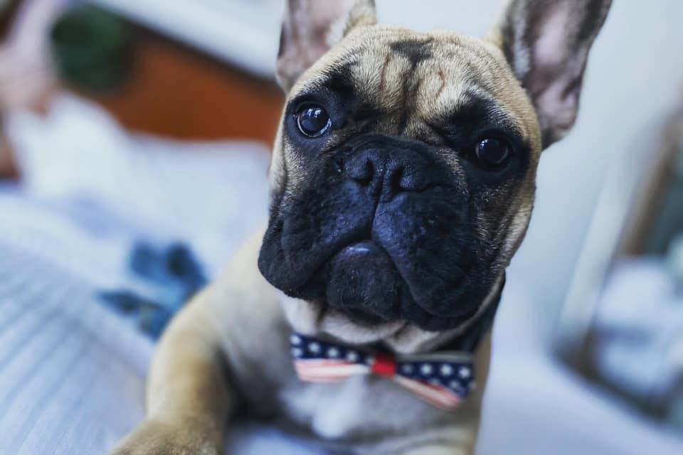 Buldog francuski został burmistrzem. Nietypowa tradycja w Kentucky