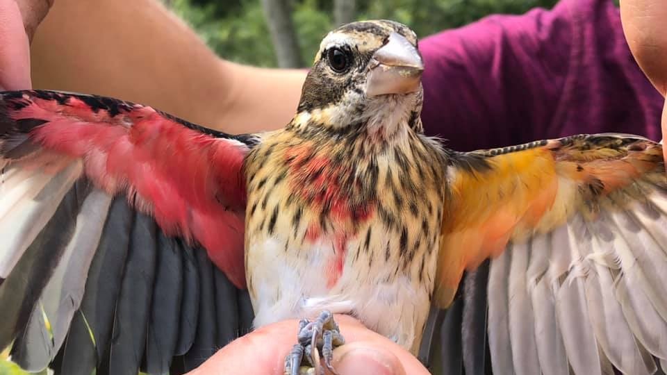 Ten ptak jest samcem i samicą jednocześnie. Rzadkie znalezisko w rezerwacie przyrody