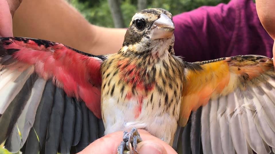 Ten ptak jest samcem i samicą jednocześnie. Rzadkie znalezisko w rezerwacie przyrody