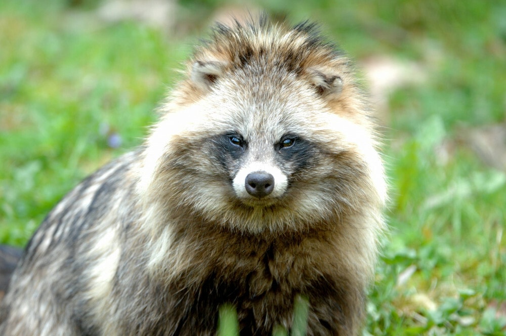 Szop pracz na wolności. W Warszawie trwają poszukiwania włochatego uciekiniera