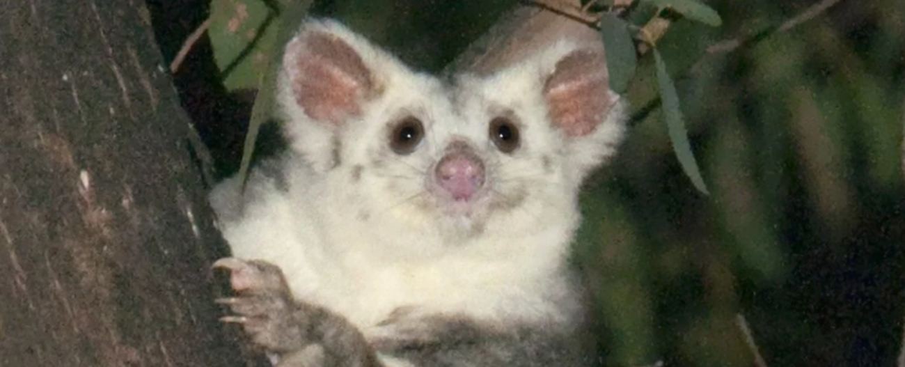 Jedno z najbardziej lubianych zwierząt w Australii to nie jeden, a trzy gatunki