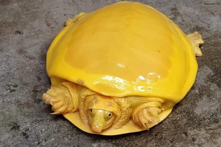 W Indiach znaleziono rzadkiego żółwia. Czemu zawdzięcza swój złoty kolor?