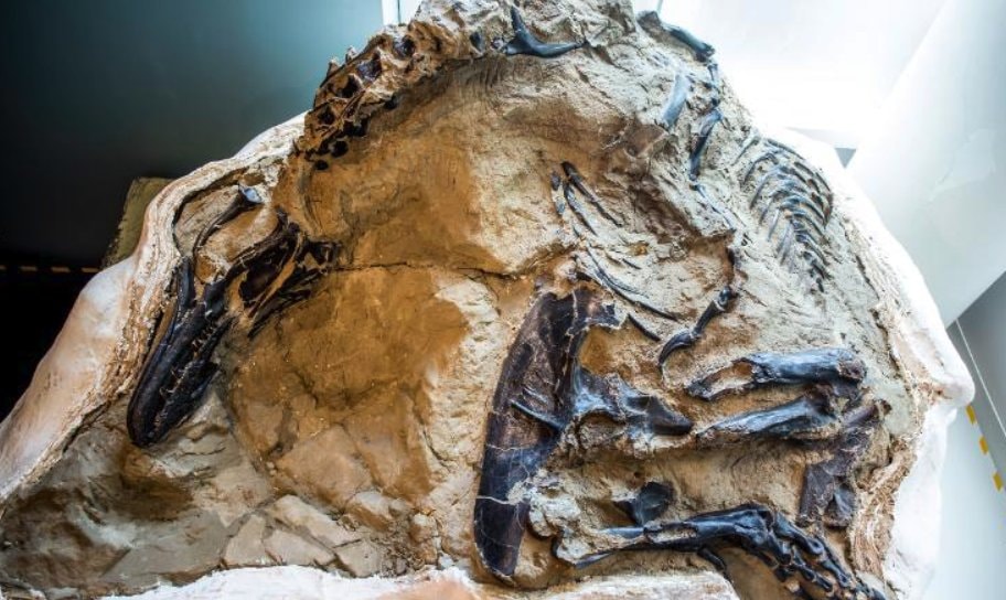 Tajemnica pojedynku gigantów. Triceratops i T. rex zginęły w walce?