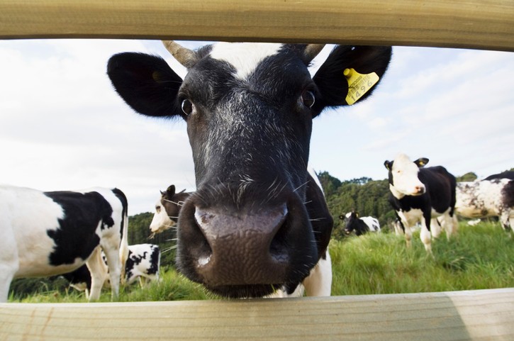Biologiczne ciekawostki: żołądek krowy. Jak działa? Czy to prawda, że krowa ma kilka żołądków?