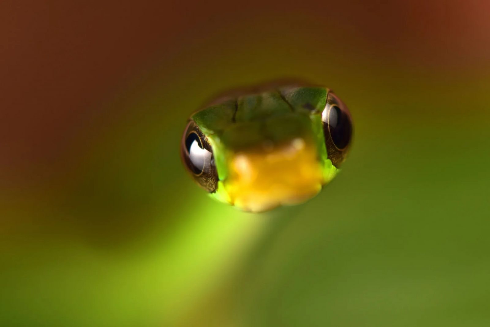 W Boliwii odkryto 20 nieznanych dotąd nauce gatunków