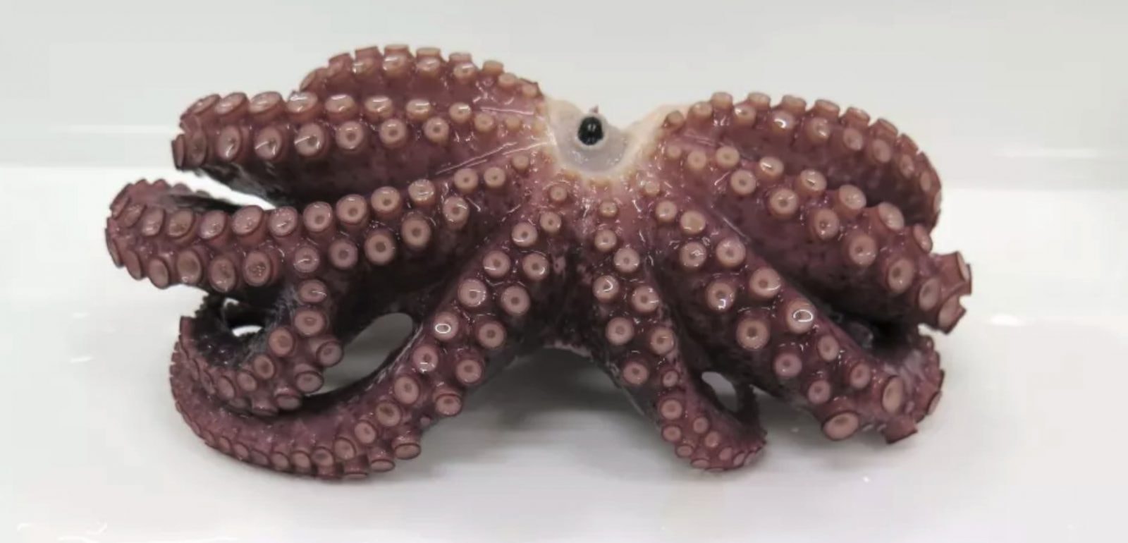 Rzadka 9-ramienna ośmiornica znaleziona u wybrzeży Japonii. „Nie wińcie Fukushimy”