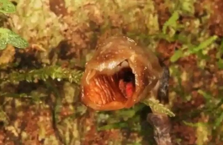 “Najbrzydsza orchidea świata” wśród 10 najciekawszych nowych gatunków roślin 2020