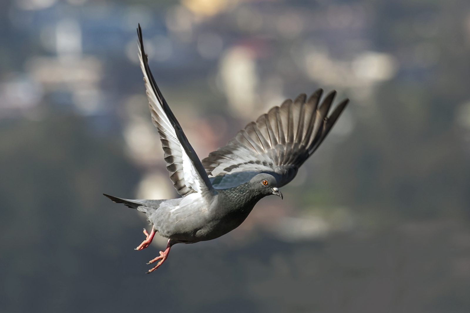 Gołąb wyścigowy pokonał 13000 km z USA do Australii. Może zostać uśpiony
