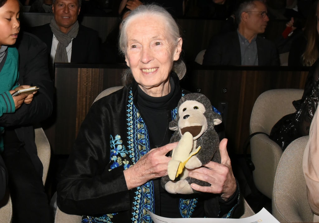 “Granica między człowiekiem a zwierzętami nie istnieje”. Nieprawdopodobna kariera Jane Goodall