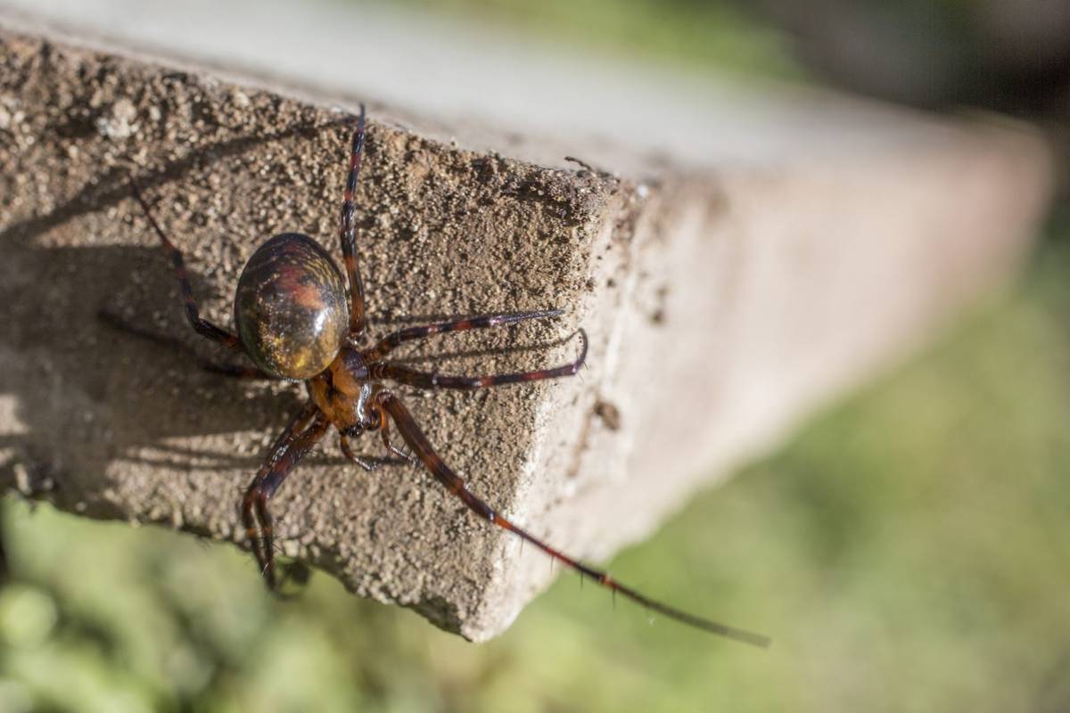 Europejskie domowe pająki groźniejsze, niż sądzono. Wstrzykują nie tylko jad