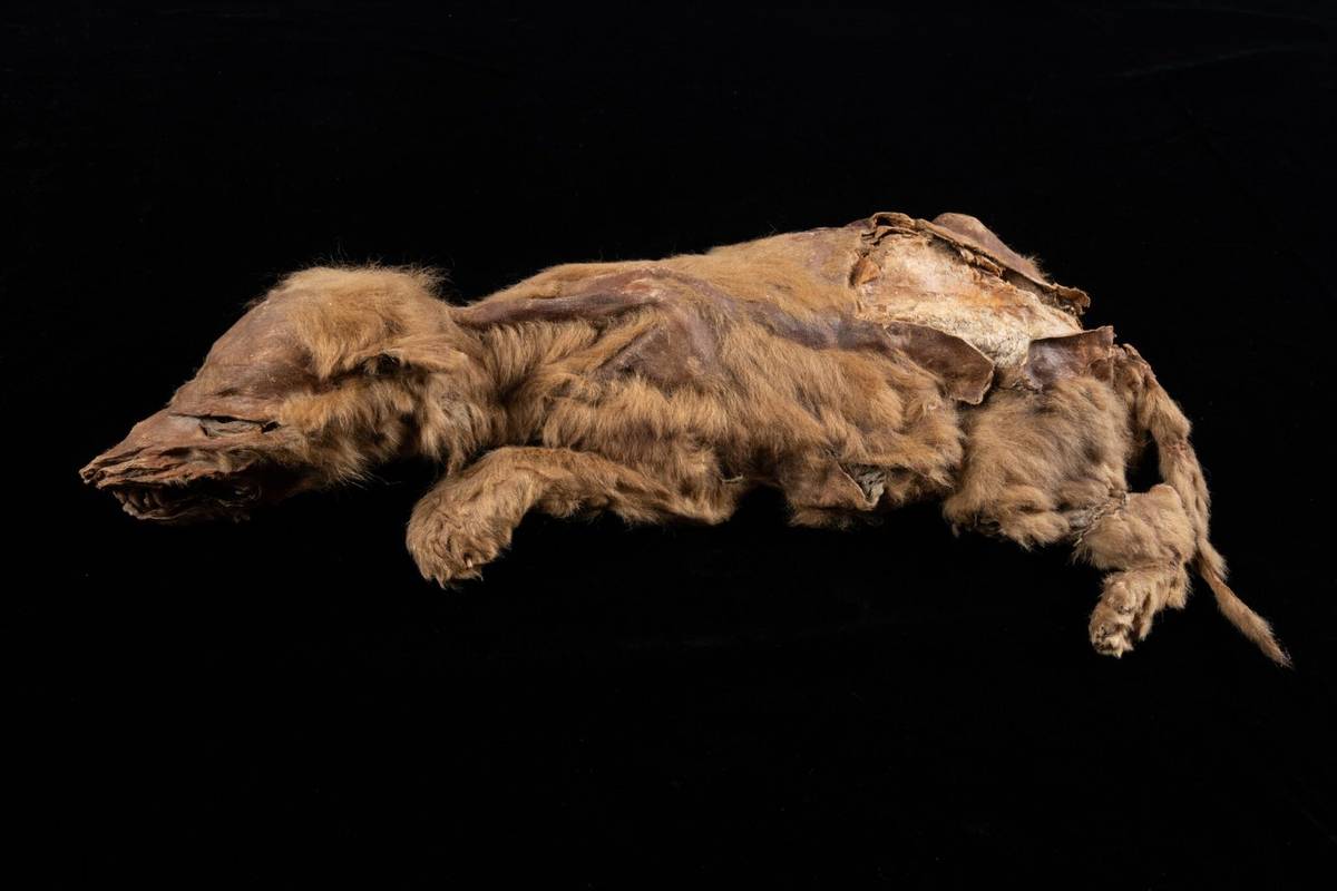Odkryto mumię szczenięcia wilka sprzed 57 tys. lat