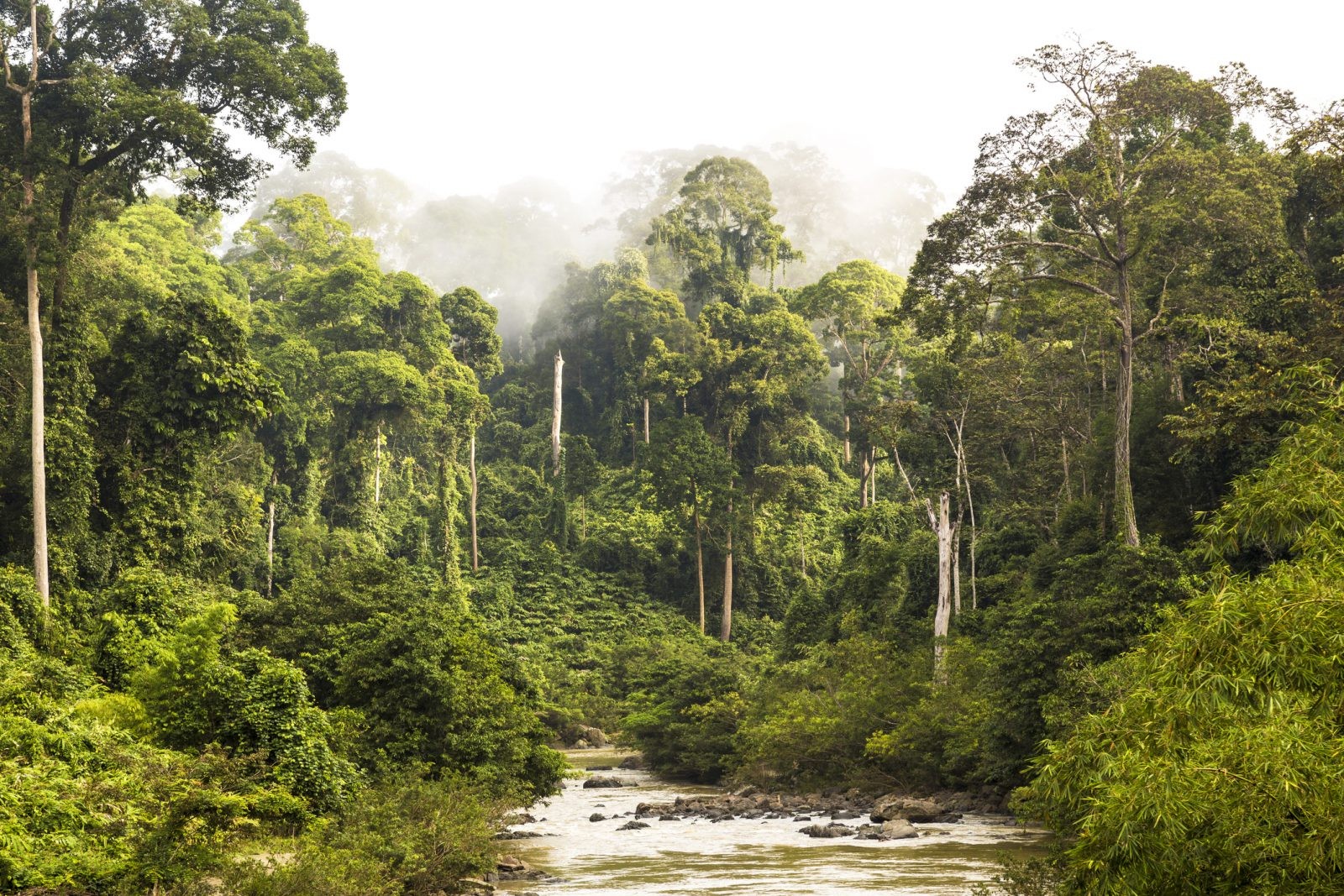Lasy tracą zdolność pochłaniania CO2. Punkt krytyczny czeka nas już za 30 lat