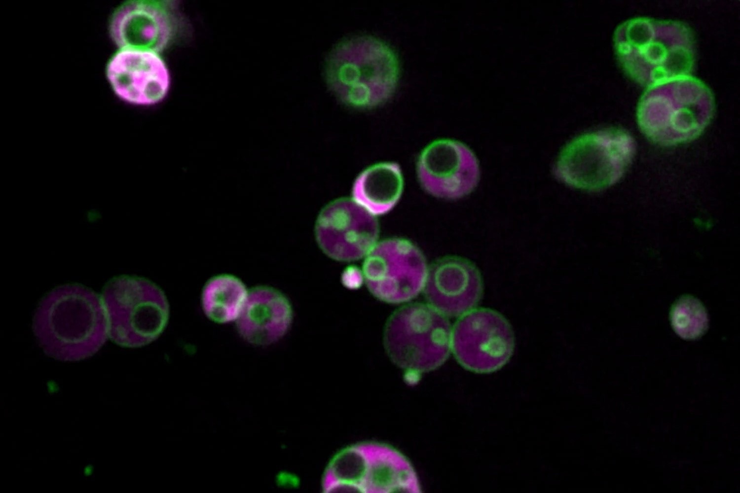 Naukowcy odkryli nieoczekiwaną strukturę ukrytą w komórkach roślinnych
