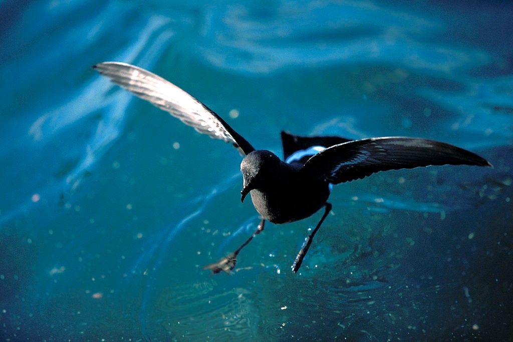 „Wehikuł czasu” z ptasiej kupy pokazuje oszałamiający spadek liczby ptaków morskich