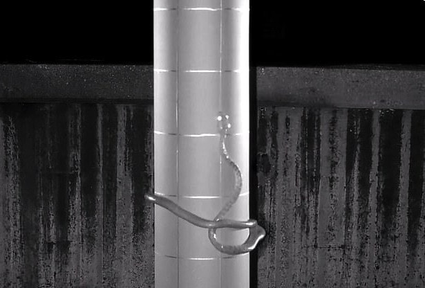 Zaobserwowano „nigdy niewidziany” ruch węży. Tak gady przechytrzyły naukowców