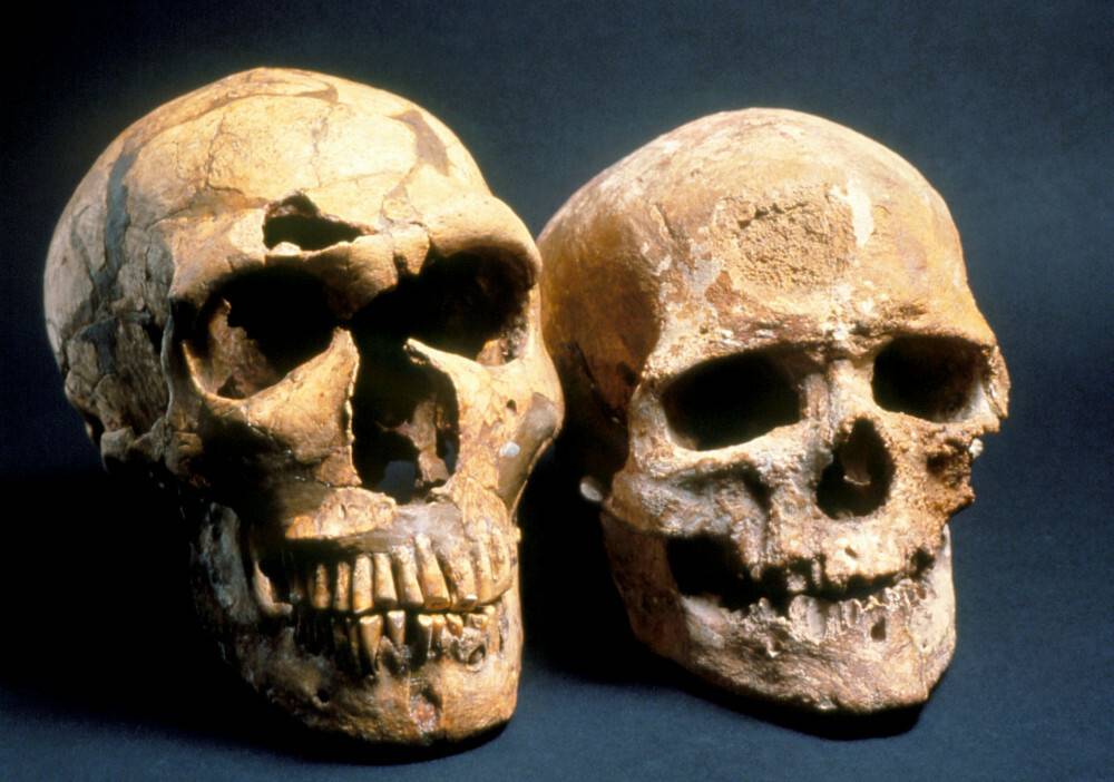 Czaszka neandertalczyka (po lewej) i człowieka współczesnego (po prawej)
