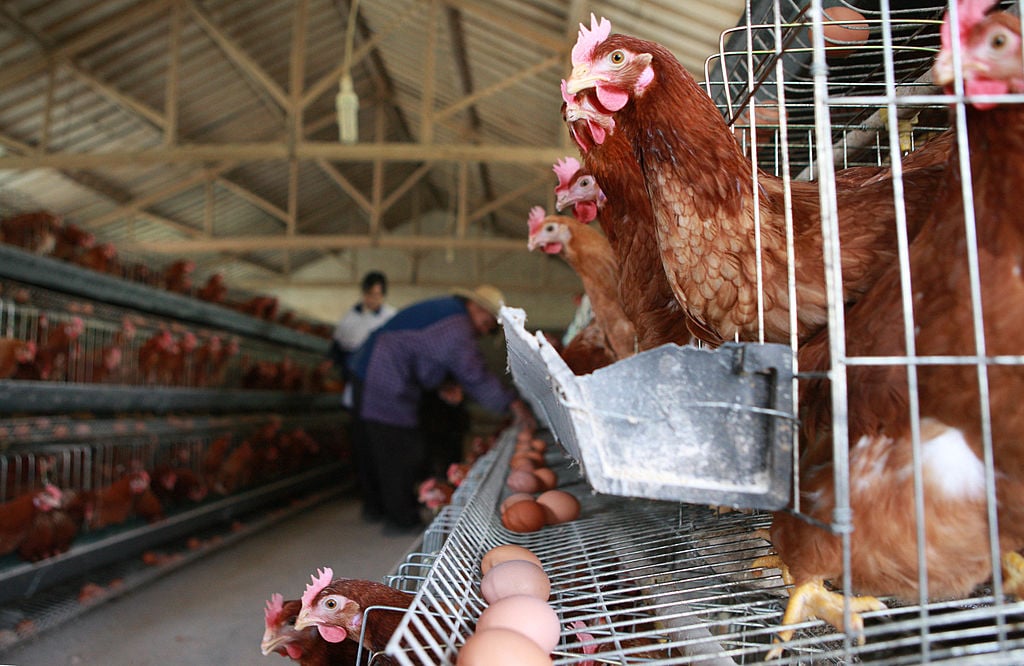 Rosja: pierwszy na świecie przypadek zakażenia ludzi ptasią grypą H5N8