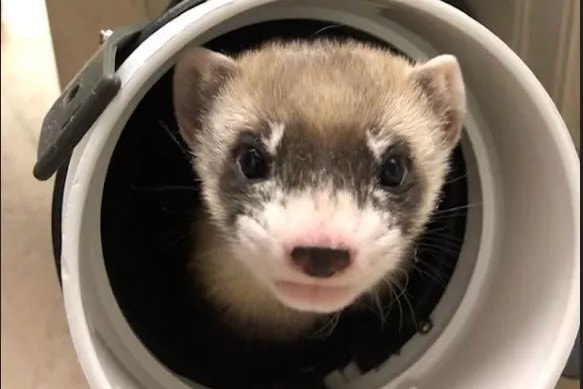 Sklonowano zagrożoną wyginięciem fretkę. Wielki krok dla ochrony zwierząt?