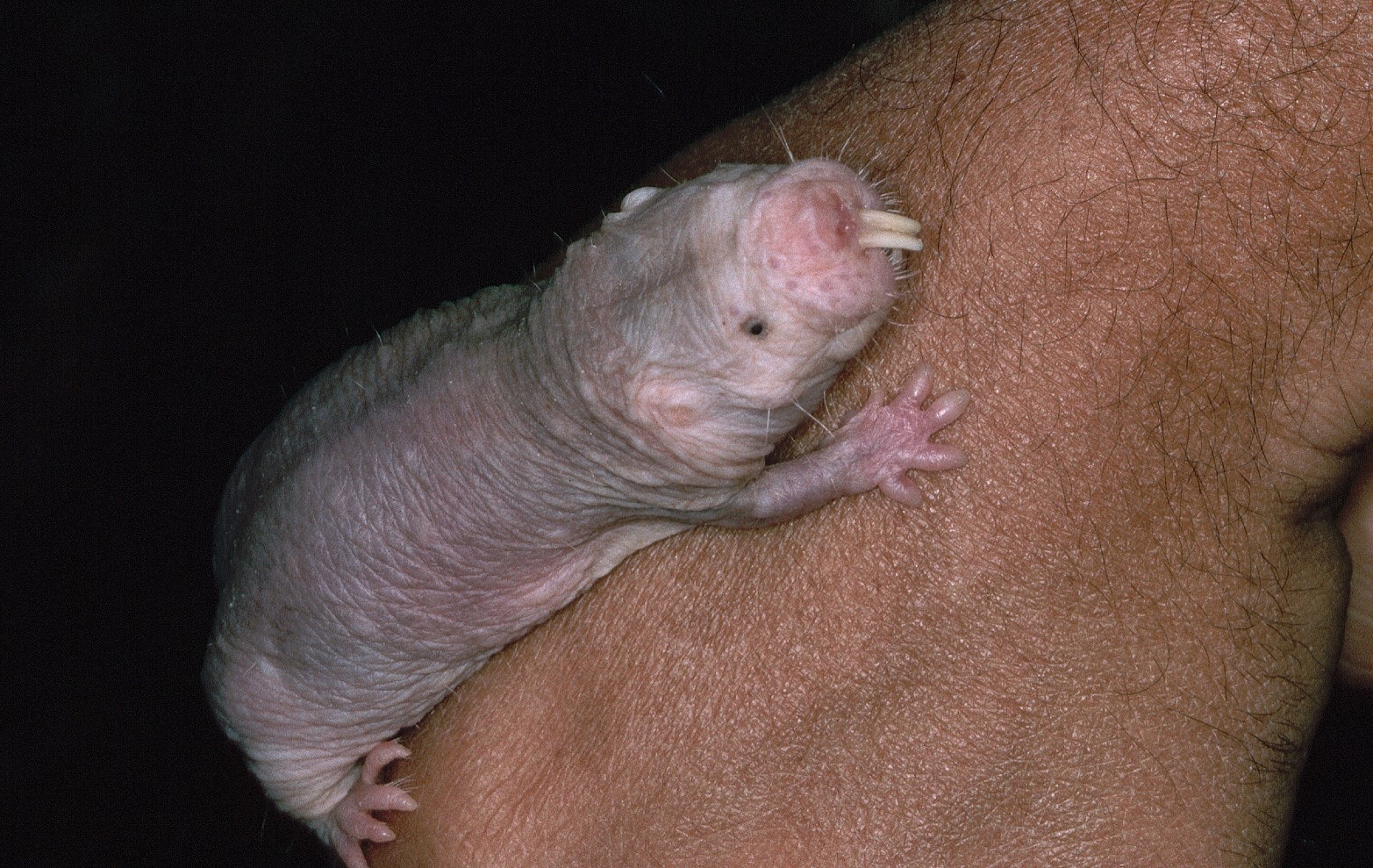 Golec piaskowy to zadziwiające zwierzę: „mówi” dialektami i uczy się od matki