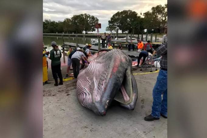 Floryda: wieloryb znaleziony na plaży okazał się nowym gatunkiem. I to krytycznie zagrożonym